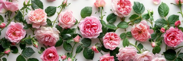 Róże, Płatki, Liście, Różowe