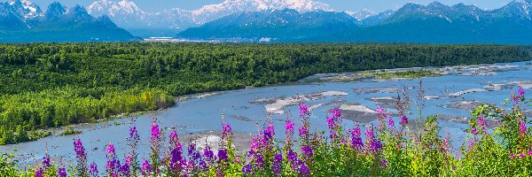 Śnieg, Park Narodowy Denali, Góry, Stan Alaska, Stany Zjednoczone, Rzeka, Kwiaty