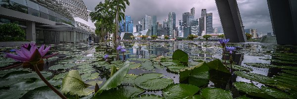 Singapur, Budynki, Wieżowce, Lilie wodne, Staw