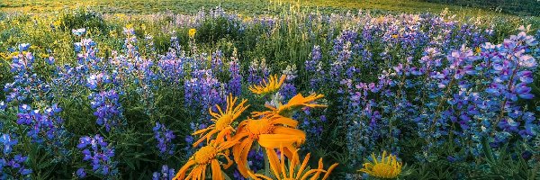 Łubin, Crested Butte, Góry, Kolorado, Stany Zjednoczone, Kwiaty, Łąka