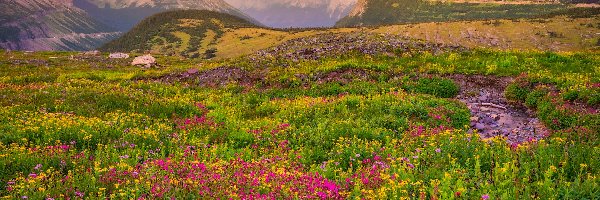 Kwiaty, Park Narodowy Glacier, Góry Skaliste, Montana, Stany Zjednoczone, Łąka, Mount Reynolds