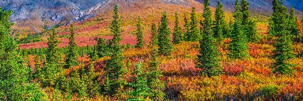 Jesień, Park Narodowy Denali, Góry, Drzewa, Alaska, Stany Zjednoczone