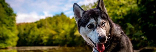 Pies, Oczy, Kolorowe, Siberian husky, Heterochromia