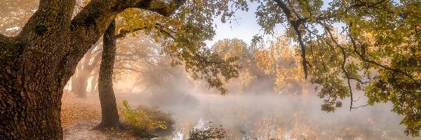 Poranek, Gałęzie, Mgła, Drzewa, Jesień, Liście, Jezioro