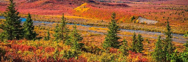 Droga, Park Narodowy Denali, Góry, Alaska, Stany Zjednoczone, Drzewa, Jesień