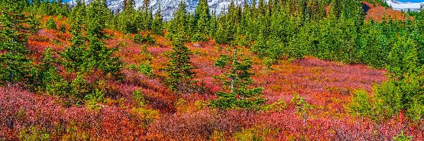 Drzewa, Mount Rainier, Park Narodowy Mount Rainier, Waszyngton, Stany Zjednoczone, Góry, Jesień, Stratowulkan, Roślinność