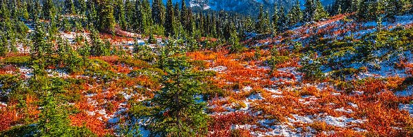 Śnieg, Góry, Stany Zjednoczone, Drzewa, Łąka, Jesień, Roślinność, Park Narodowy Mount Rainier, Tatoosh Range, Stan Waszyngton