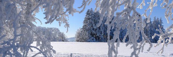 Las, Polana, Drzewa, Zima, Gałęzie, Oszronione