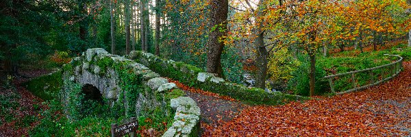 Las, Most, Irlandia, Tollymore Forest Park, Foleys Bridge, Drzewo, Jesień, Kamień