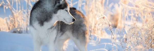 Pies, Rośliny, Zima, Siberian husky