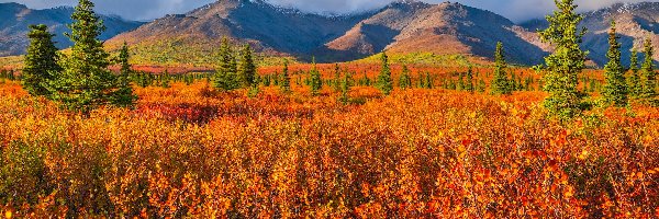 Roślinność, Park Narodowy Denali, Góry, Alaska, Stany Zjednoczone, Jesień, Drzewa