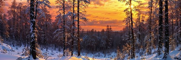 Śnieg, Las, Drzewa, Droga, Zachód słońca, Zima