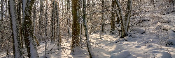 Śnieg, Drzewa, Pnie, Promienie słońca, Las, Zima