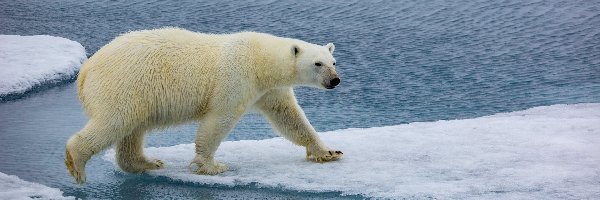 Kra, Niedźwiedź polarny