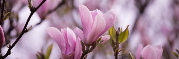 Rozmycie, Gałązki, Jasnoróżowe, Drzewo, Magnolia, Listki, Kwiaty