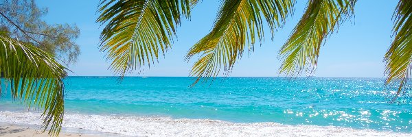Liście, Morze, Plaża, Palmy