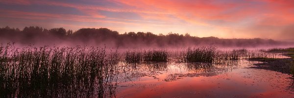 Jezioro, Mgła, Trawy, Świt, Wschód słońca