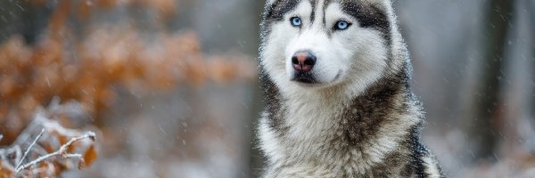 Siberian husky, Gałązki, Niebieskooki, Pies