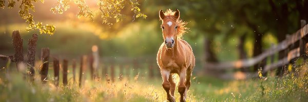 Galop, Trawa, Ogrodzenie, Słoneczny blask, Maść kasztanowata, Koń