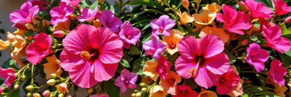 Grafika AI, Hibiskus, Kwiaty