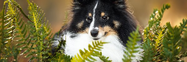 Owczarek szetlandzki, Paprocie, Liście, Pies