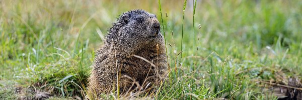 Zbliżenie, Trawa, Świstak