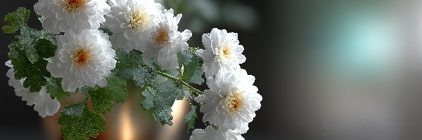 Chryzantemy, Grafika AI, Kwiaty, Białe