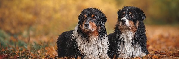 Dwa, Owczarki australijskie, Leżące, Psy