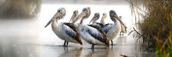 Jezioro, Grafika AI, Zarośla, Pelikany