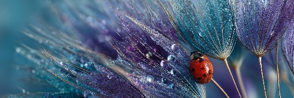 Biedronka, Dmuchawce, Mokre, Grafika AI, Krople