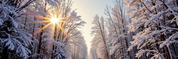 Droga, Las, Ośnieżone, Promienie słońca, Zima, Śnieg, Drzewa