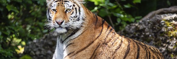 Tygrys, Rośliny, Skała, Leżący