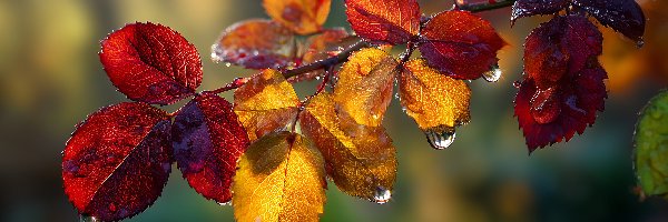 Jesienne, Grafika AI, Liście, Mokre