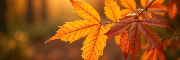 Liście, Jesienne, Pożółkłe