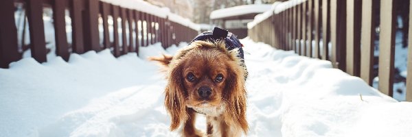 Zima, Śnieg, Most, Pies, Mały