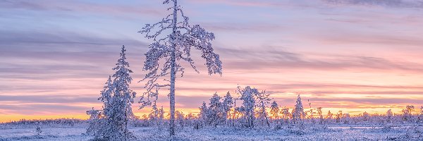 Ośnieżone, Niebo, Drzewa, Zima, Zachód słońca