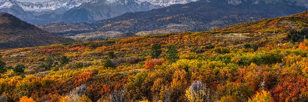 Stany Zjednoczone, San Juan Mountains, Kolorowe, Jesień, Góry, Kolorado, Drzewa