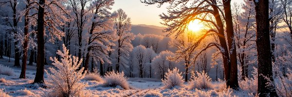 Zima, Las, Drzewa, Grafika AI, Wschód słońca