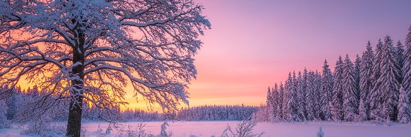 Zima, Krzewy, Drzewa, Zachód słońca, Ośnieżone