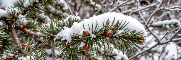 Ośnieżona, Iglak, Gałązka, Zima