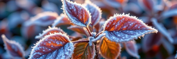 Roślina, Kolorowe, Gałązka, Liście, Oszronione