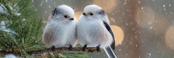 Raniuszki, Białe, Grafika AI, Zima, Ptaki, Ośnieżona, Gałązka, Dwa