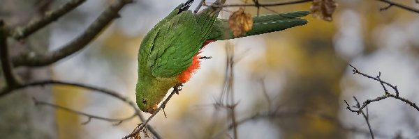 Gałęzie, Szkarłatka królewska, Papuga