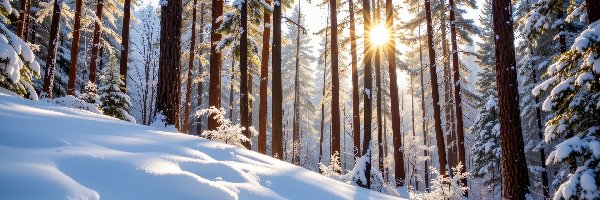 Słońce, Drzewa, Las, Grafika AI, Zbocze, Zima