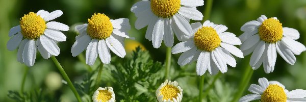 Kwiaty, Białe, Rumianek pospolity