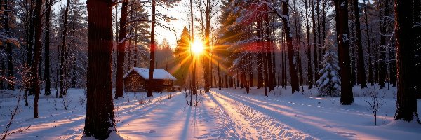 Las, Śnieg, AI, Promienie słońca, Ścieżka, Drzewa, Dom, Zima