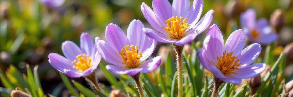 Kwiaty, Rozkwitające, Fioletowe