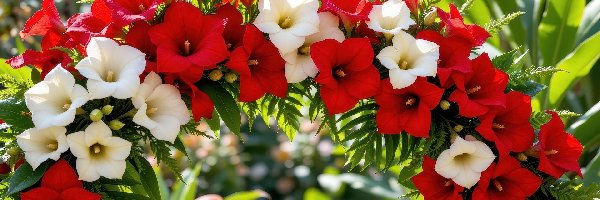 Rośliny, Łuk, Czerwone, Kwiatowy, Ogród, Kwiaty, Białe