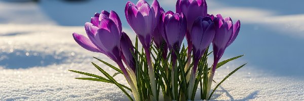Ciemnofioletowe, Kwiaty, Krokusy, Grafik AI, Śnieg