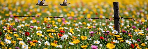 Dwa, Kwiaty, Ptaki, Ogrodzenie, Łąka